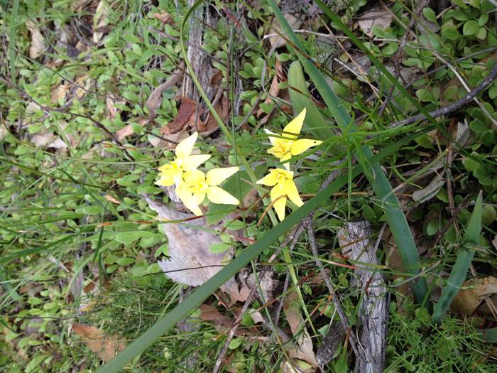 Caladenia flava - Orchid-cowslip-0001.JPG